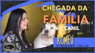 ROMEU - Border Collie - Chegada da família ao canil