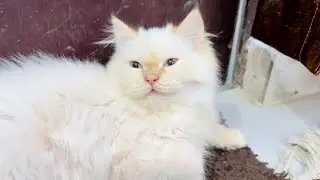 Billu ka vlog 2 ( smarty khan beauty khan) #cat #catlover #catcomedy #viralcat #catvideos #sajidcat
