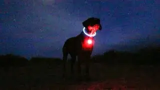 Protection for Your Dog by Nite Ize &ndash; SpotLit XL Light & NiteHowl Safety Necklace [Review]