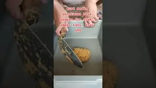Tutorial menetaskan telur maggot BSF 100% Berhasil