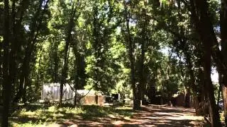 Slow-motion pulling a tree down