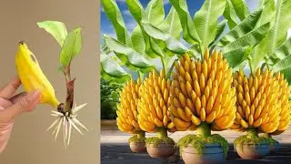 Live 🔴 Great Way To Grow Bananas Fruit To Bananas Tree Using eggs & Aloe Vera, Growing Bananas Tree