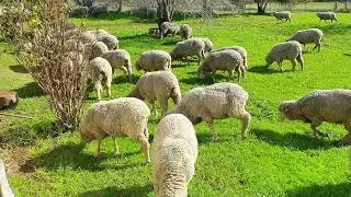Lawnmowing sheep at Frankland River Retreat 20190727
