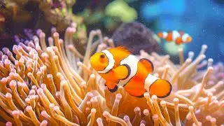 The Ultimate 4K Aquarium Experience | Mesmerizing Jellyfish, Colorful Corals & Rare Ocean Creatures