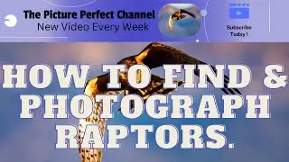 How to find & Photograph Raptors.