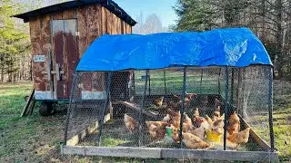Moving the Chickens to Pasture on Our Southern Virginia Farm