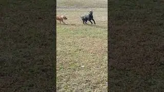 The Cane Corso and the Amstaff