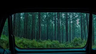 Rainy Forest Through the Car Window | Relaxing Ambience for Sleep
