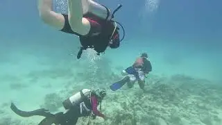 Guitarshark