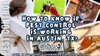 How to know if pest control is working in Austin, TX?  - Pest Control Service Austin (512) 777-1339