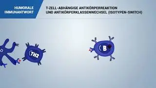 T-ZELL-ABH&Auml;NGIGE ANTIK&Ouml;RPERREAKTION UND ANTIK&Ouml;RPERKLASSENWECHSEL (ISOTYPEN-SWITCH)