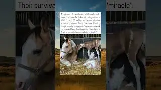 Miracle Twin Foals Survive Against All Odds