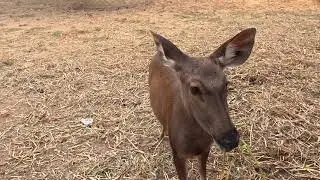 Sambar Deer |Almost extinct species | সাম্বার হরিণ | প্রায় বিলুপ্ত একটি প্রজাতি