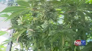 Mattiello, Ruggerio backtrack on medical marijuana bill