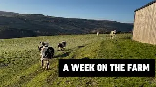 Life on the Farm 🚜 | Sorting Cattle, Sheep Checks & New Additions
