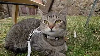Tabby cat sitting on grass