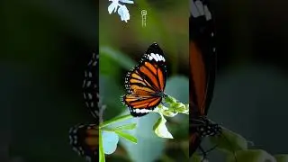 Thenmala Butterfly Safari 🦋