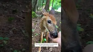 He saved a drowning baby deer &mdash; and gave it a second chance at life #deer #shorts #wildliferescue