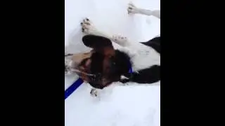 Doggie Snow Cone