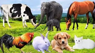 Beautiful Animal Moments: Rabbit, Goat, Elephant, Puppy, Kitten, Chick, Chicken - Farm Animal