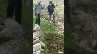 Bafe Düğünleri Dawate Bafe / Çapa Mârdan 2021