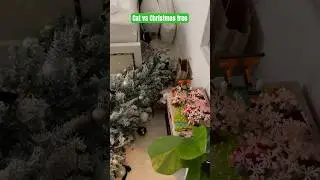 Cats vs Christmas trees #cat #shorts #christmastree