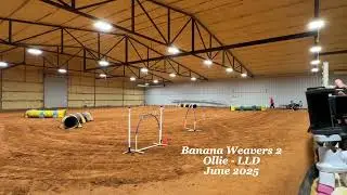Banana Wvrs 2 - LLD - Ollie - June 2025