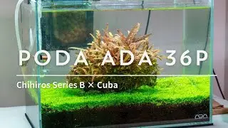 Poda de mantenimiento ADA 36p, Chihiros Serie B 30 x Hemianthus Callitrichoides (cuba)