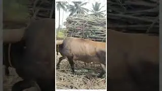#Hebandibull Hebandi bullocks lifting sugarcane💪💪