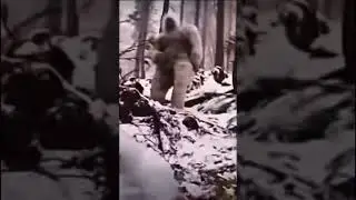 Yeti falling down hill 🤣 #shorts