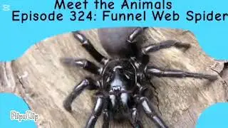 Meet the Animals 324: Funnel Web Spider
