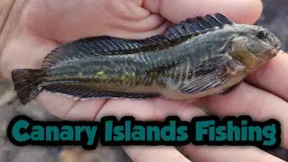 Fishing Rock Pools for Blennies and Gobies | Canary Islands Fishing