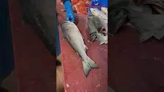 🔪💪 Filleting Sockeye Salmon 🐟 #shorts #salmon #seafood #fish #sushi
