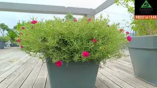 Buy Plastic Plant Pot for Terrace Gardening Online | Sabras plastic pot |