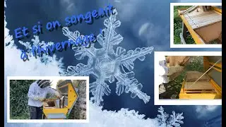 Hivernage des colonies et encore des surprises! Vraiment une ann&eacute;e ...