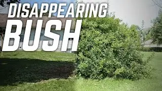 Large Bush Disappears With Ventrac Tough Cut
