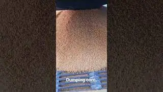 dumping corn too fast. #agriculture #farming