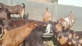 सुबह नाश्ते मे चना खिलाने से तेजी वजन बढताहै azlaan goat world bikaner 💪 🐐 🔥 