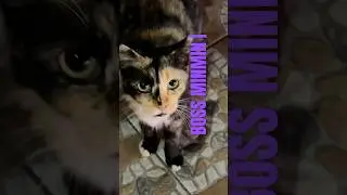 I&rsquo;M NOT PRETTY&hellip; I&rsquo;M CUTE! 😻💖 | BOSS MINMIN CAT | #fyp #cute #trending #viral #viralshorts