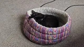 Foster Kitten Frodo's Ultimate Silly Mode ACTIVATED! There Were No Survivors! [REAL]