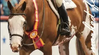 VENTURA BOULEVARD | 2014 APHA OVERO MARE 