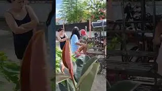 Iloilo plants delivered #shorts #philippines #iloilo #tropical #plants #travel #lifeabroad #filipino