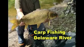 Carp and Catfish | Delaware River PA | 09-18-2022