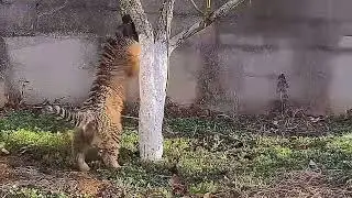 The little tiger cub tries climbing a tree🐯😘#tiger #animals #cute #zoo
