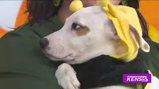 Animal Defense League | Great Day SA