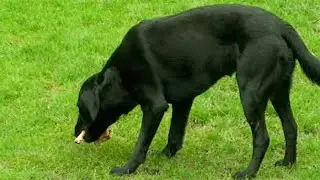 Does raw feeding affect dog's behaviour