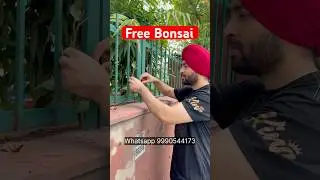 How to make free Bonsai at Home Terrace Garden #bonsai  #plants  #peepaltree