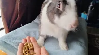 Rabbit eating food 🫘🌯 cute puku 🐰#rabbit#petrabbit @durgasharma8585 
