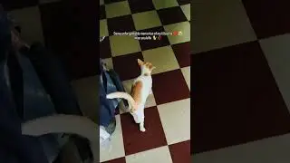 some lovable moments with my billu .why god why?💔😭🥀#viralvideos #viral #animals #cat #shorts #reels