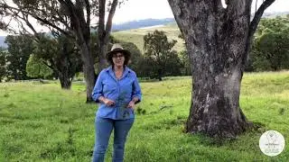 Paddock Trees